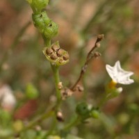 Heliotropium zeylanicum (Burm.f.) Lam.